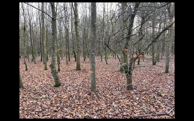 Coupes d'arbres en forêt